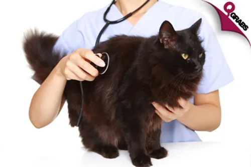 From QR85 Get Micro-chipping OR a Medical Examination OR a Vaccination with Consultation for your Cat or Dog! (Up to QR390 Value)